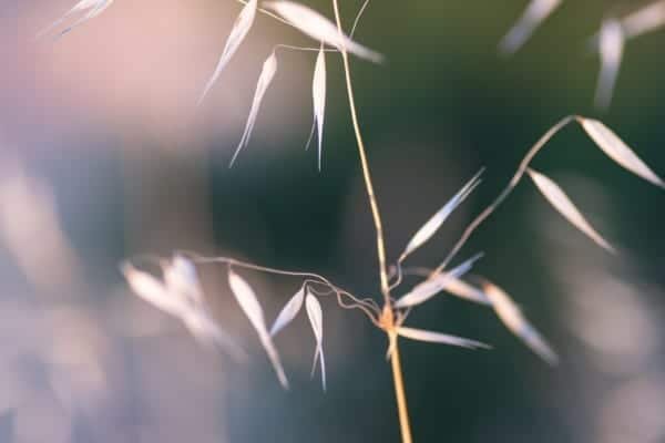 Wheat Grass Dry Nature Macro