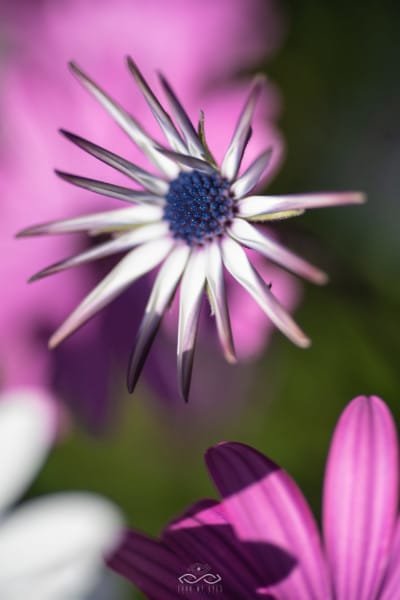 White Daisy Macro Wildflower Nature