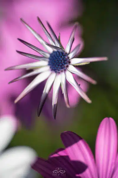 White Daisy Macro Wildflower Nature White Daisy Macro Wildflower Nature