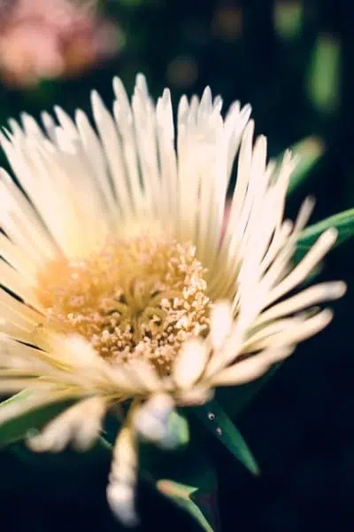 White Desert Flower Nature Macro White Desert Flower Nature Macro