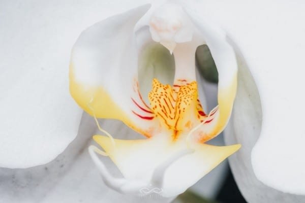 White Phalaenopsis Orchid Flower Macro