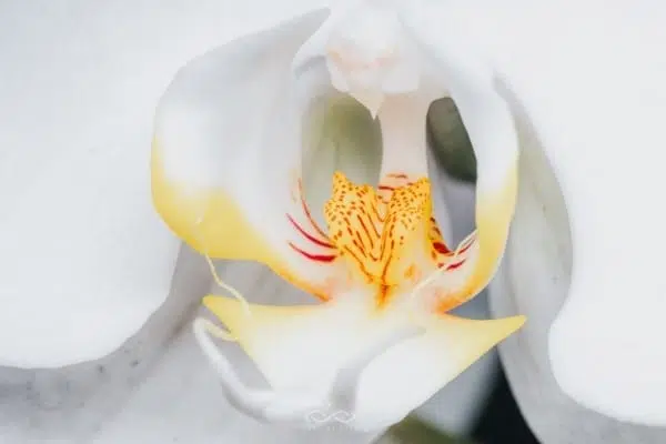 White Phalaenopsis Orchid Flower Macro White Phalaenopsis Orchid Flower Macro