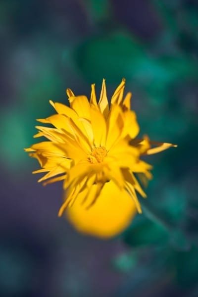 Yellow Daisy Wildflower Nature Macro