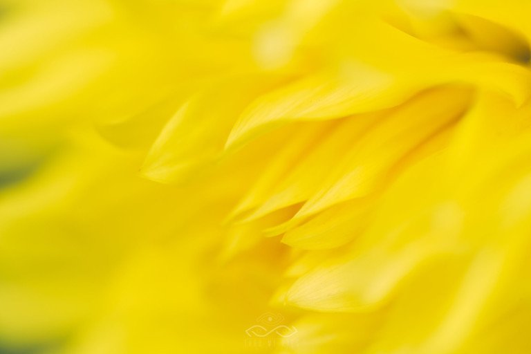 Yellow Flower Macro Nature FineArt