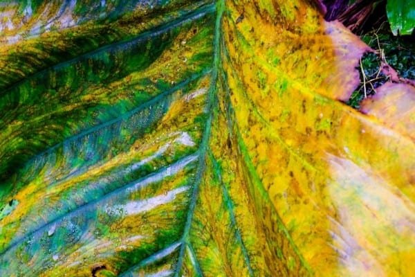 Yellow Green Leaf Nature Macro