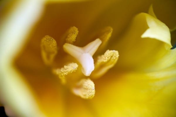 Yellow Tulip Stamen Nature Macro