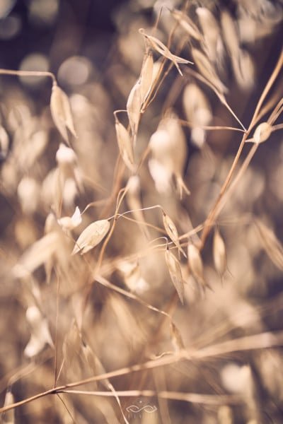 Yellow Wheat Dried Macro FineArt
