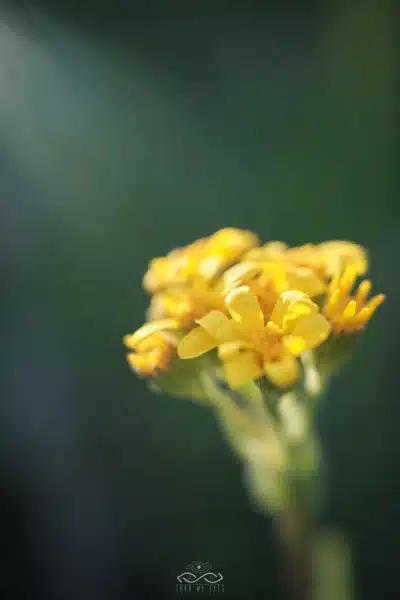 Yellow Wildflower Delicate Nature Macro Yellow Wildflower Delicate Nature Macro