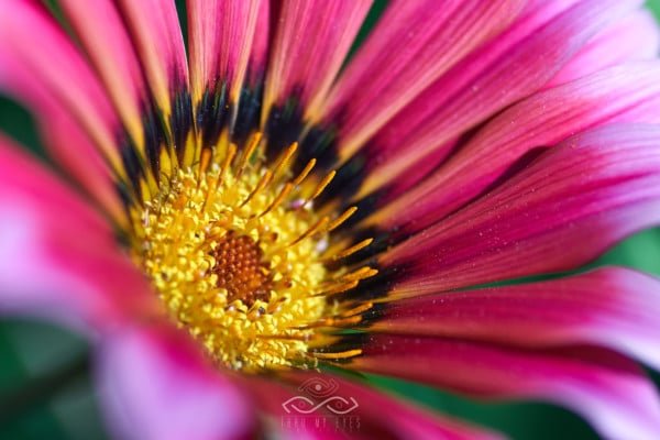 Fine Art Photographer in Sarasota & Tampa Bay, Florida