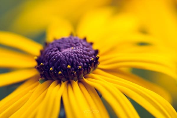 Fine Art Photographer in Sarasota & Tampa Bay, Florida