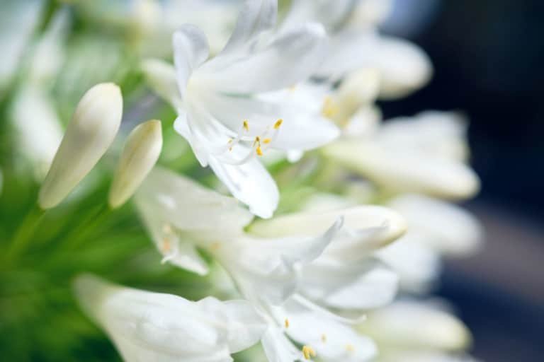 Agapanthus White Flowers Nature