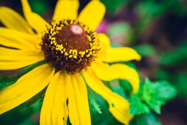 Yellow Flower Macro Nature