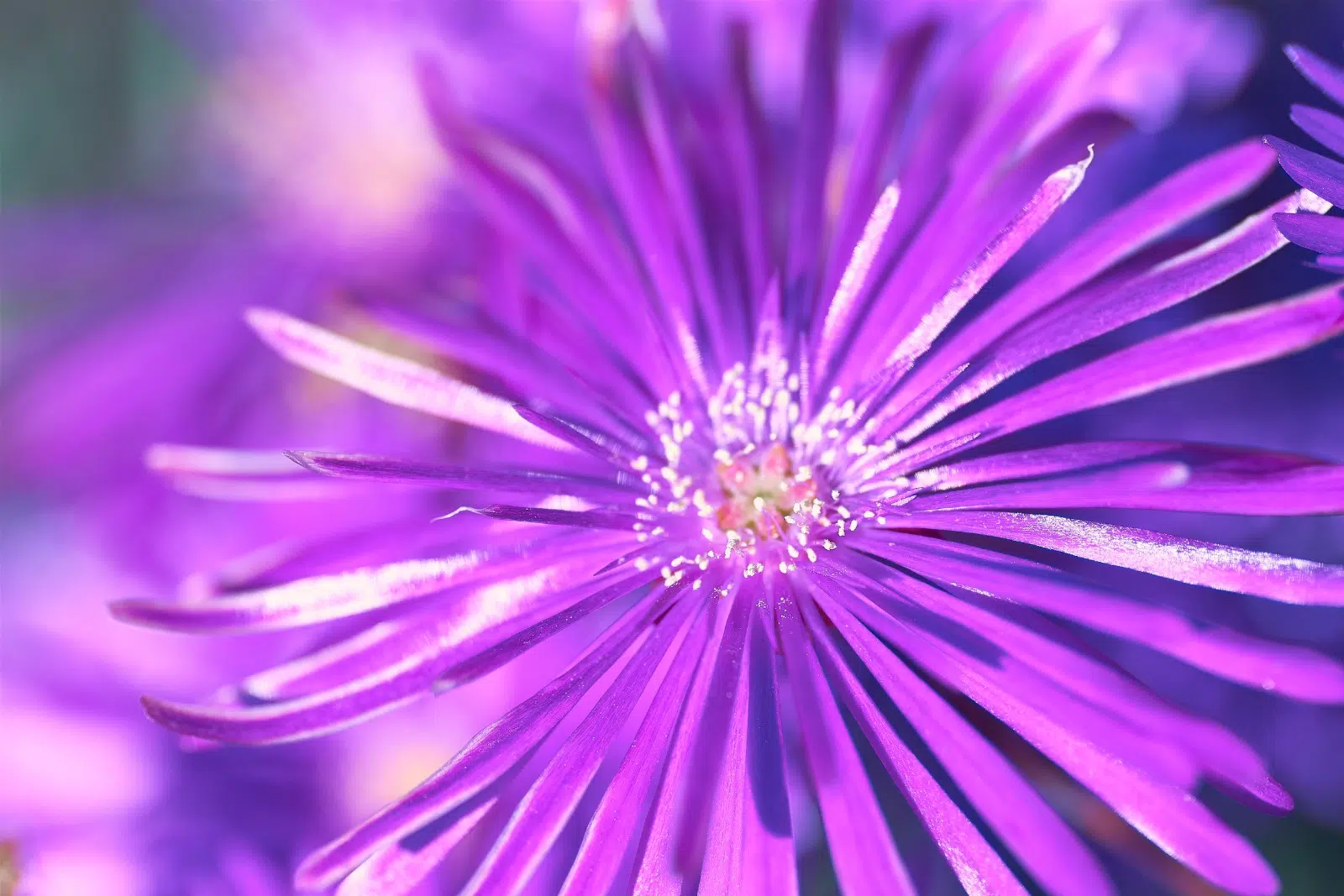 Purple Flower Macro Nature