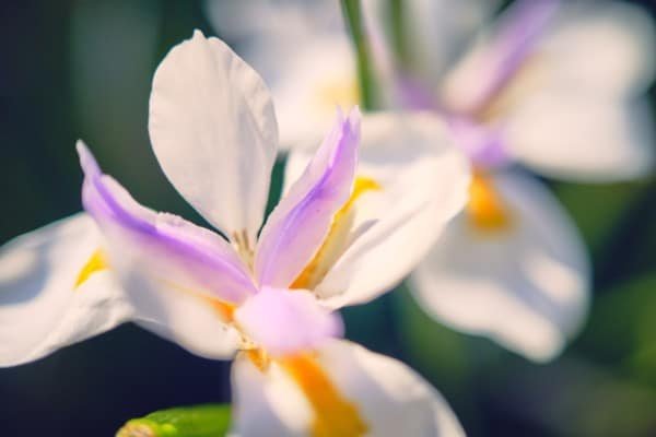 White Flower Macro Nature