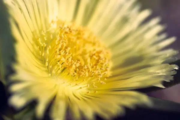 Yellow Flower Macro Nature Yellow Flower Macro Nature