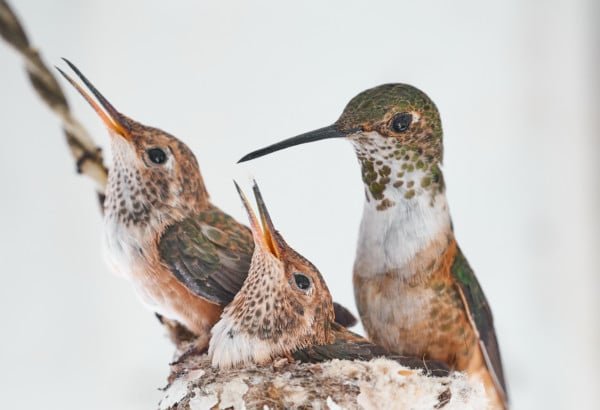 Hummingbirds Nest Mother Babies Nature