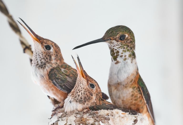 Hummingbirds Nest Mother Babies Nature