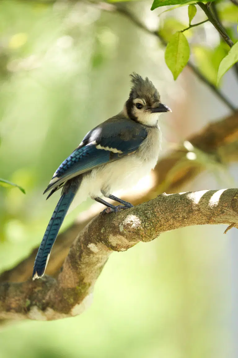 Nature Blue Jay Bird