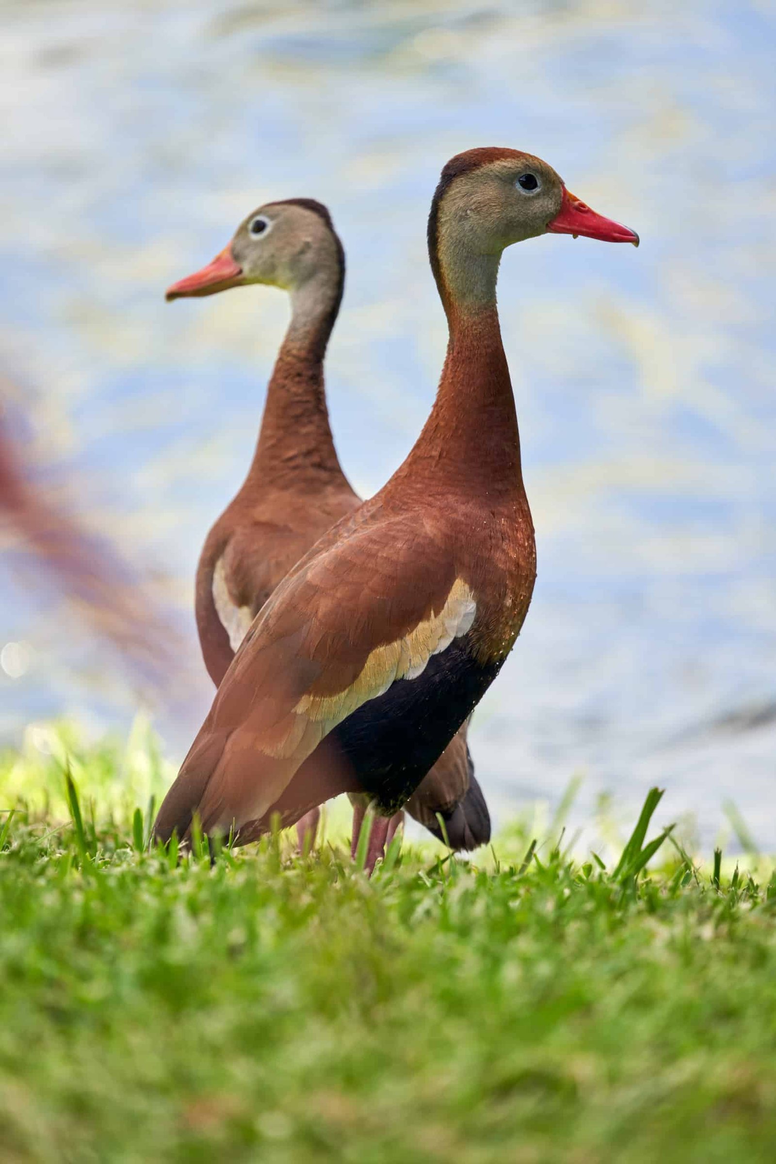 Ducks Nature Sarasota Photography