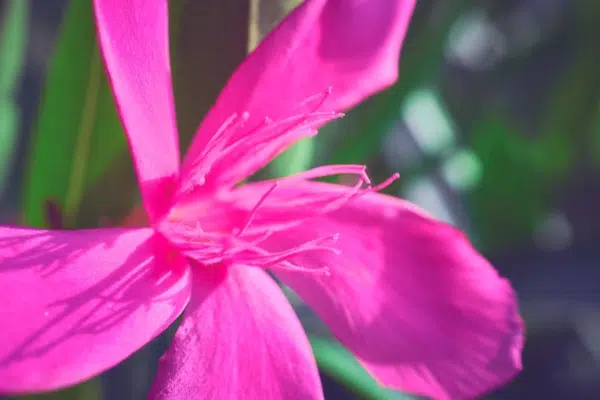 Pink Flower Macro Nature Pink Flower Macro Nature