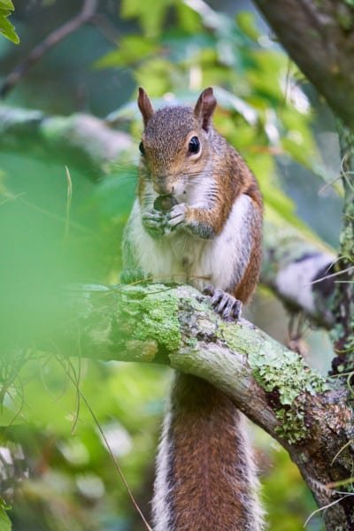 Squirrel Sarasota Florida Nature Photography Art Print
