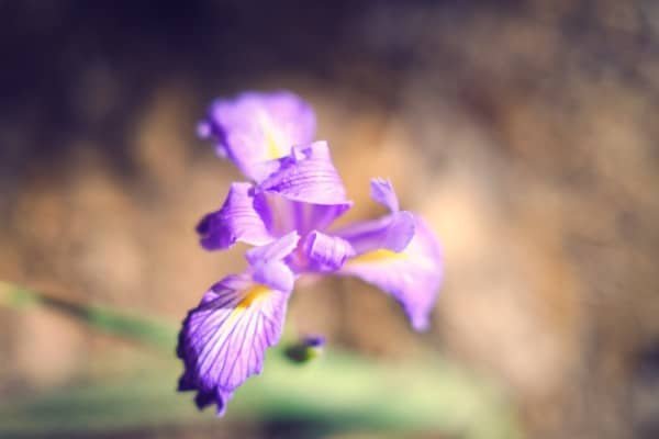 Flower Iris Macro Photography