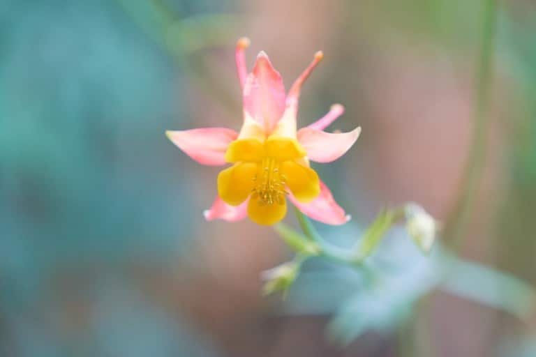 Flower Macro Photography
