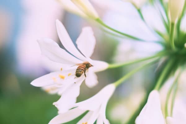 Flower Bee Macro Photography