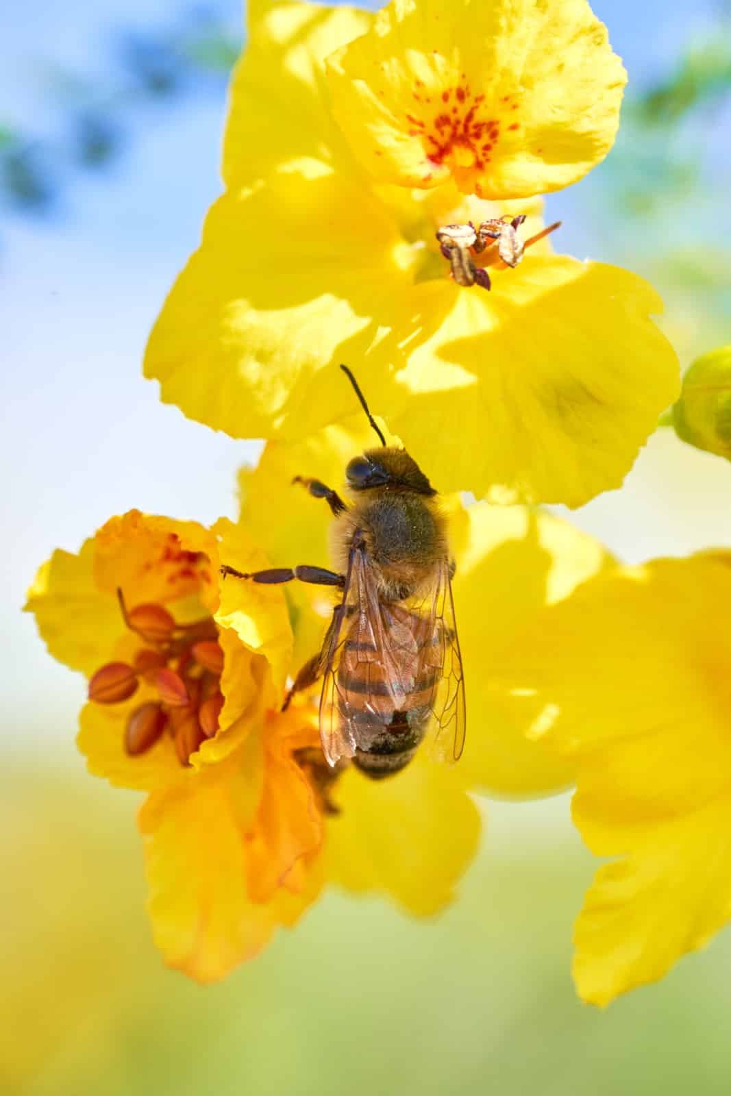 Nature Macro Bee Yellow Flower Nature Macro Bee Yellow Flower