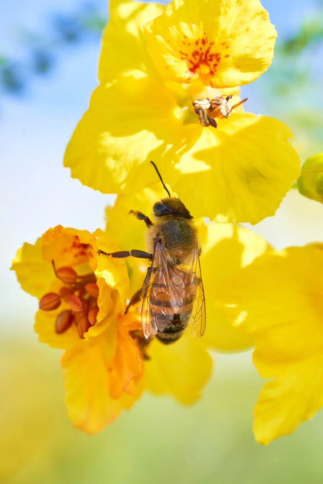 Nature Macro Bee Yellow Flower