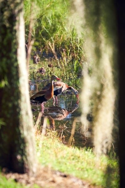 Florida Birds Nature Photography 5