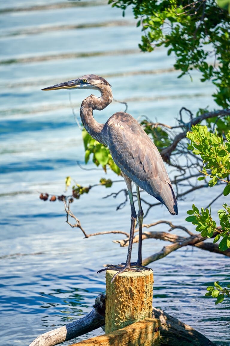 Florida Birds Nature Photography