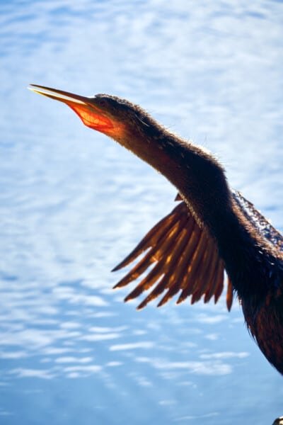 Florida Birds Nature Photography 3