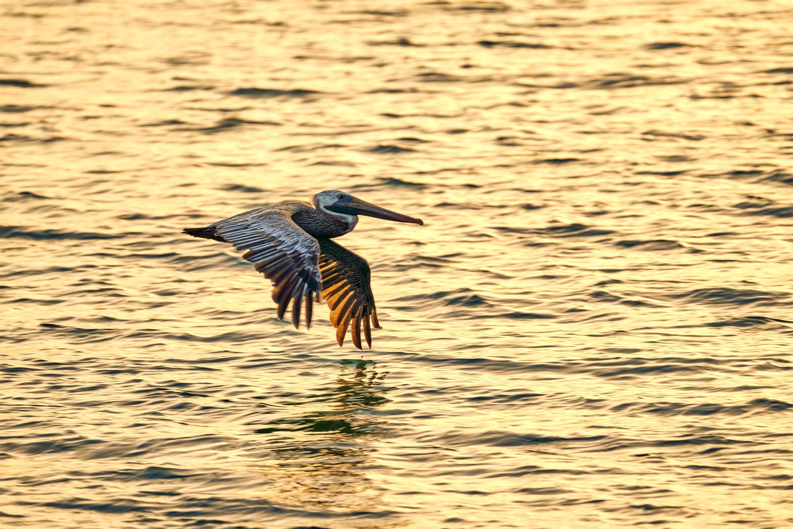 Golden Hour - Pelican at Sunset