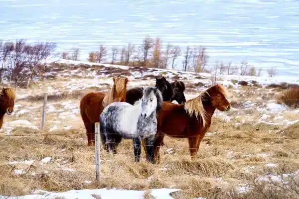 Iceland Travel Photography Thru My Eyes 9