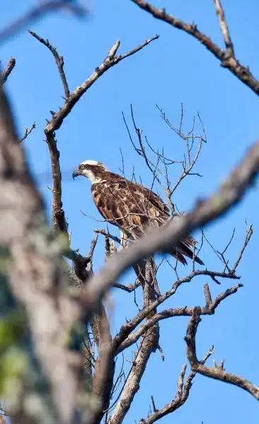 Sarasota Florida Photographer 12