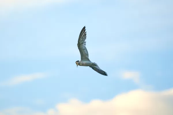 Sarasota Florida Photographer 16