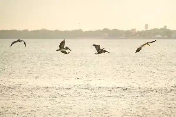 Sarasota Florida Photographer 27