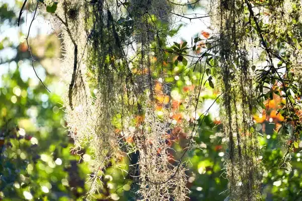 Sarasota Florida Photographer 33