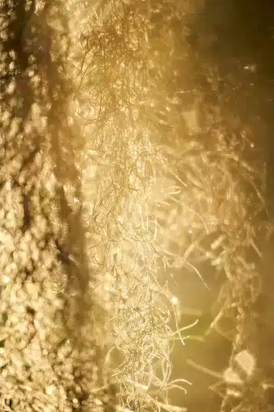 Sarasota Florida Photographer 34