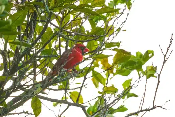 Sarasota Florida Photographer 36