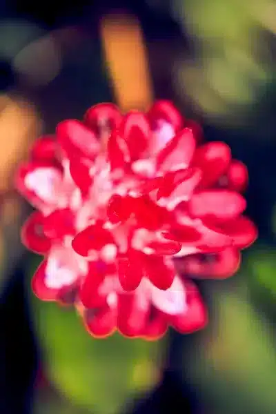 Sunken Gardens Macro Flower Photos Spring10