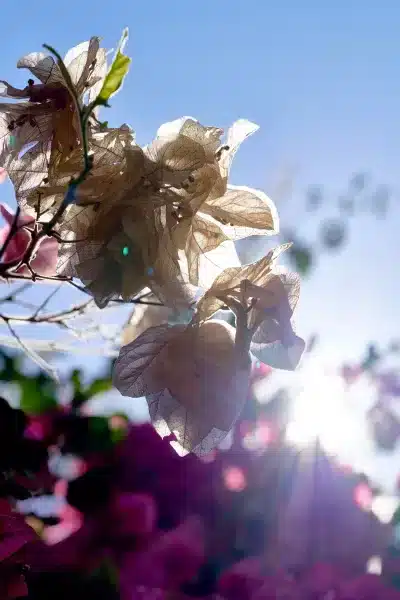 Sunken Gardens Macro Flower Photos Spring3