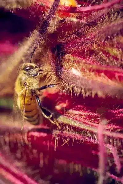 Sunken Gardens Macro Flower Photos Spring4