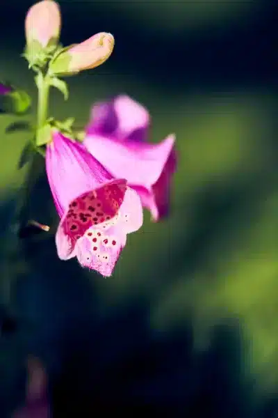 Sunken Gardens Macro Flower Photos Spring7