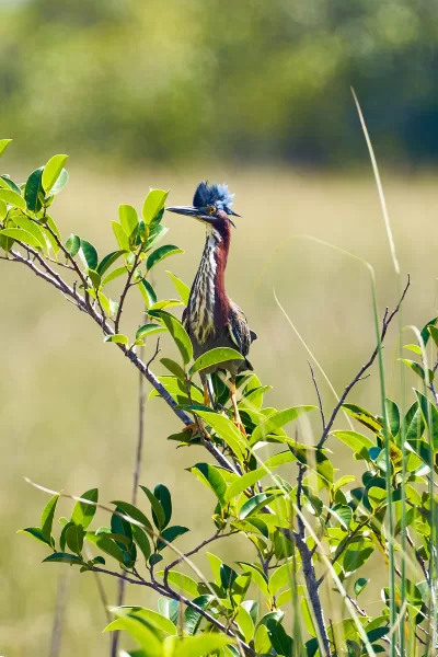 Nature Photography Everglades National Park Sarasota Florida Thru My Eyes 1