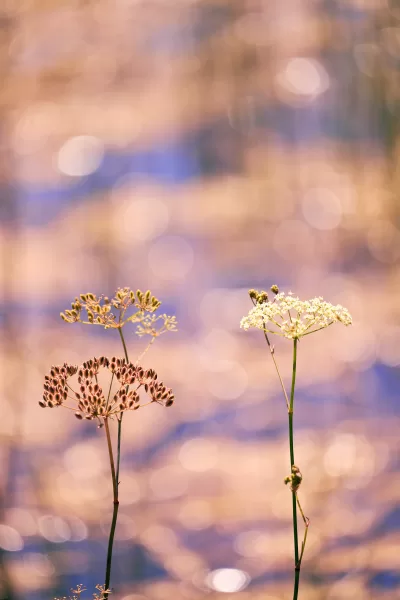 Nature Photography Everglades National Park Sarasota Florida Thru My Eyes 2