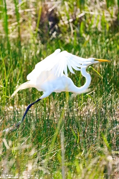 Nature Photography Everglades National Park Sarasota Florida Thru My Eyes 3