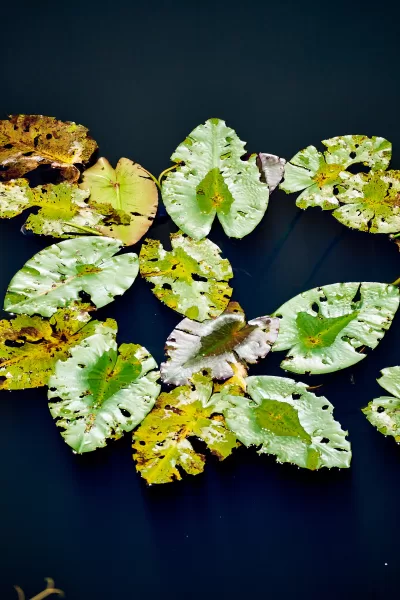 Nature Photography Everglades National Park Sarasota Florida Thru My Eyes 4