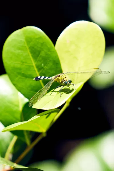 Nature Photography Everglades National Park Sarasota Florida Thru My Eyes 5